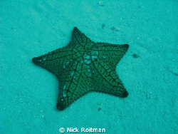 The superstar! 
Picture taken besides C-53 wreck, Cozumel. by Nick Roitman 